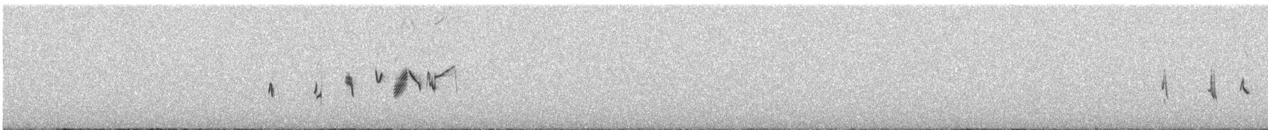 Kulaklı Toygar [longirostris grubu] - ML462706551