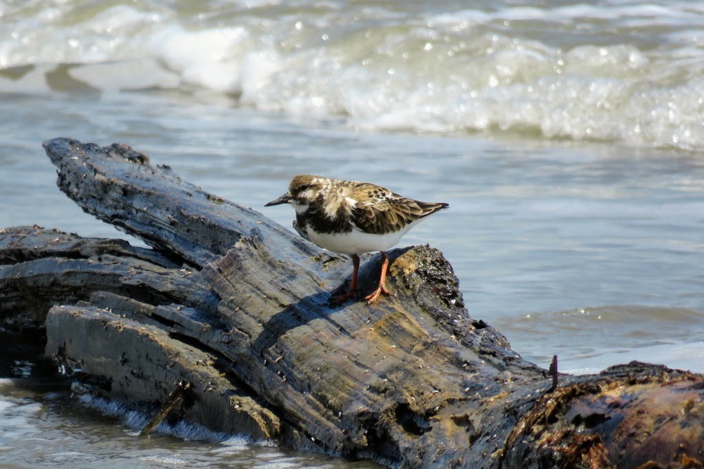 Ruddy Turnstone - Jacob Warren