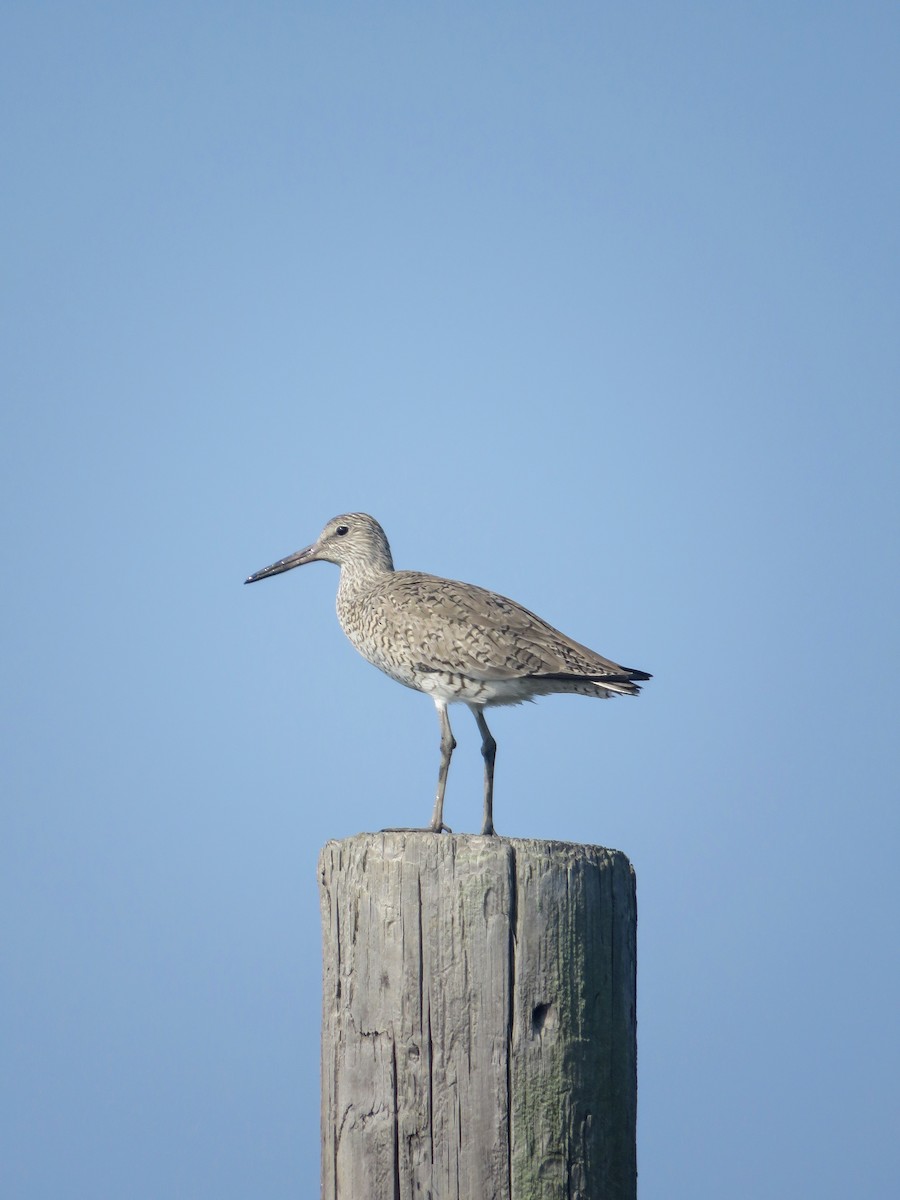 Willet - ML462707781