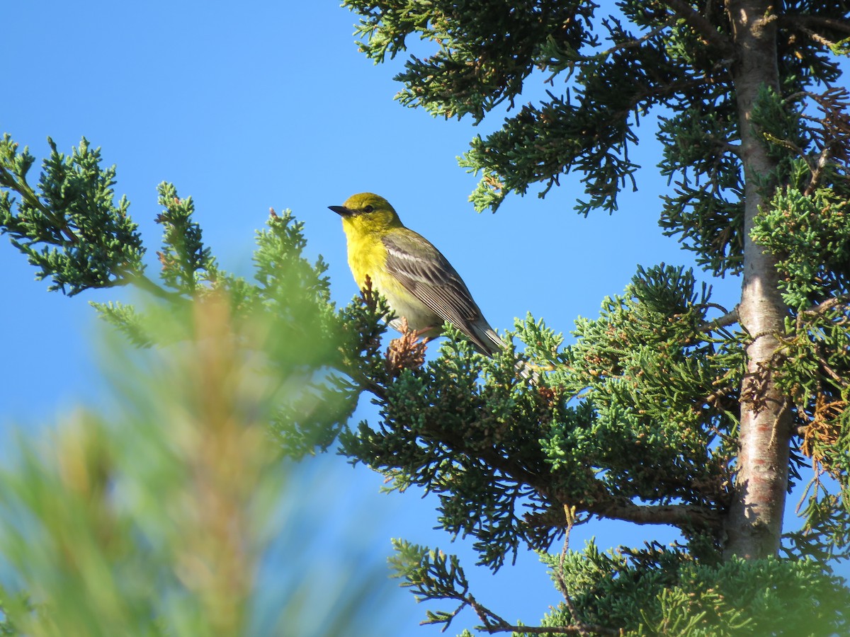 Pine Warbler - ML462708611