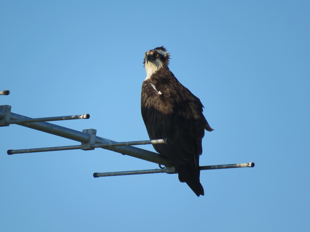 Osprey - ML462708991