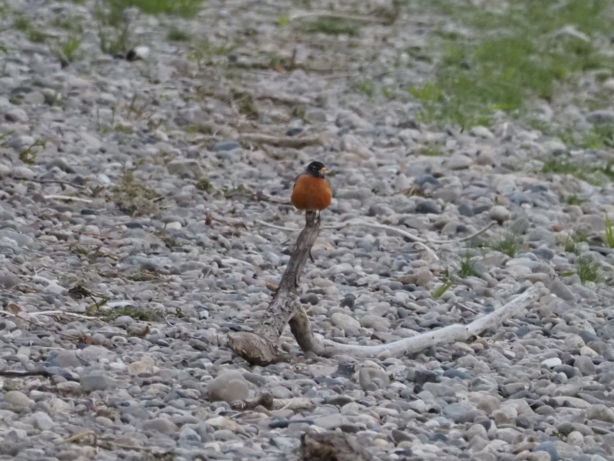 American Robin - ML462709051