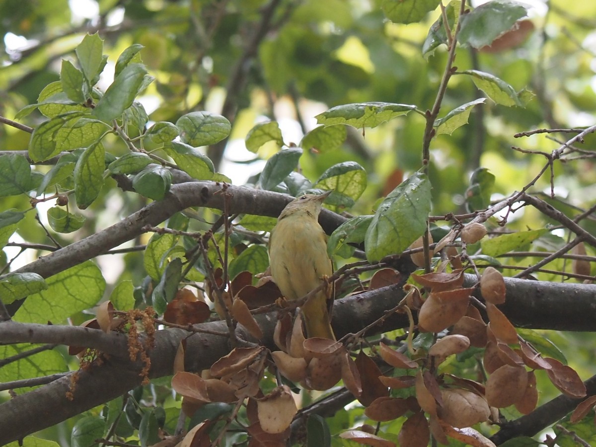 Orange-crowned Warbler - ML462709191