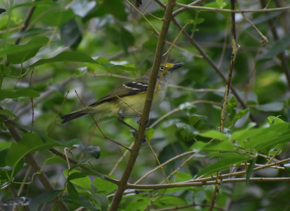 White-eyed Vireo - ML462709251