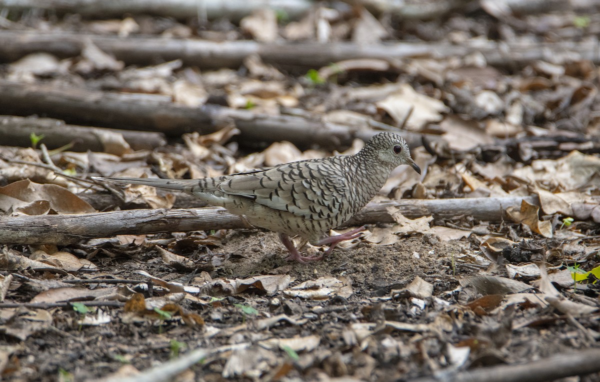 Scaled Dove - David F. Belmonte