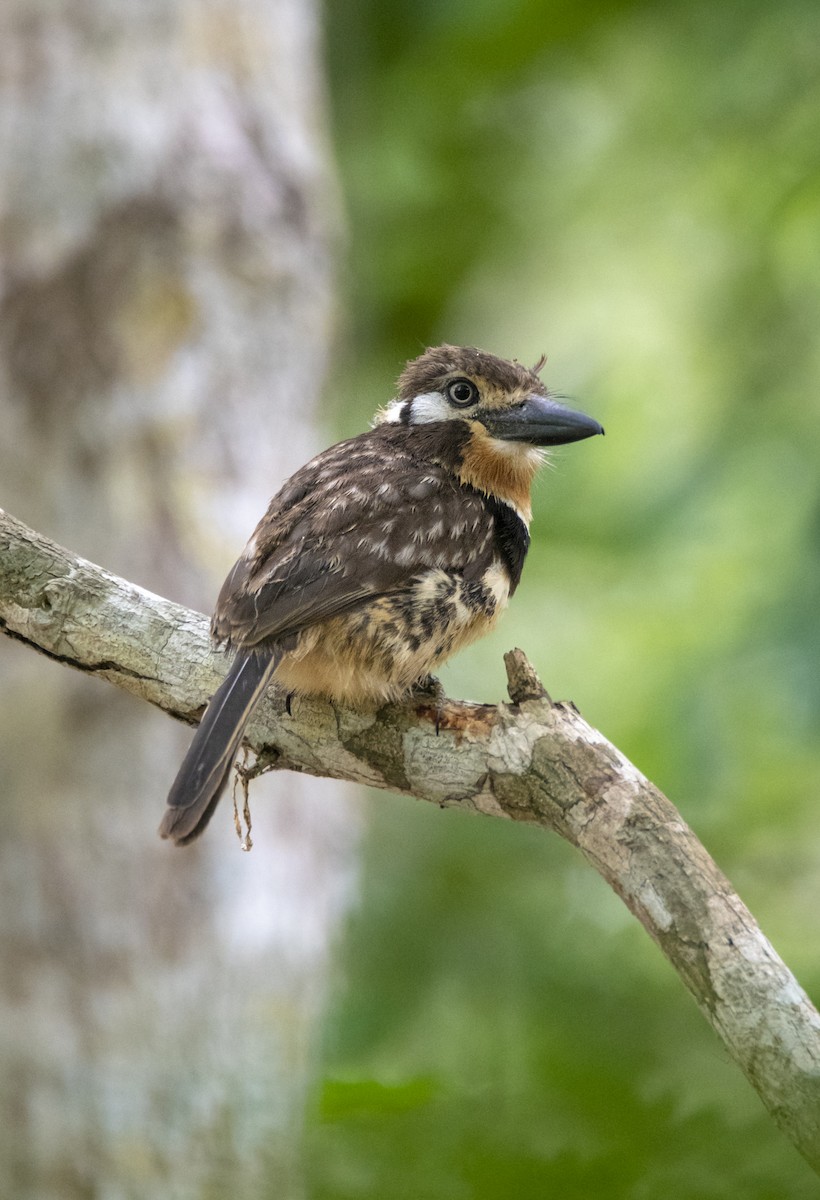 Russet-throated Puffbird - ML462710051