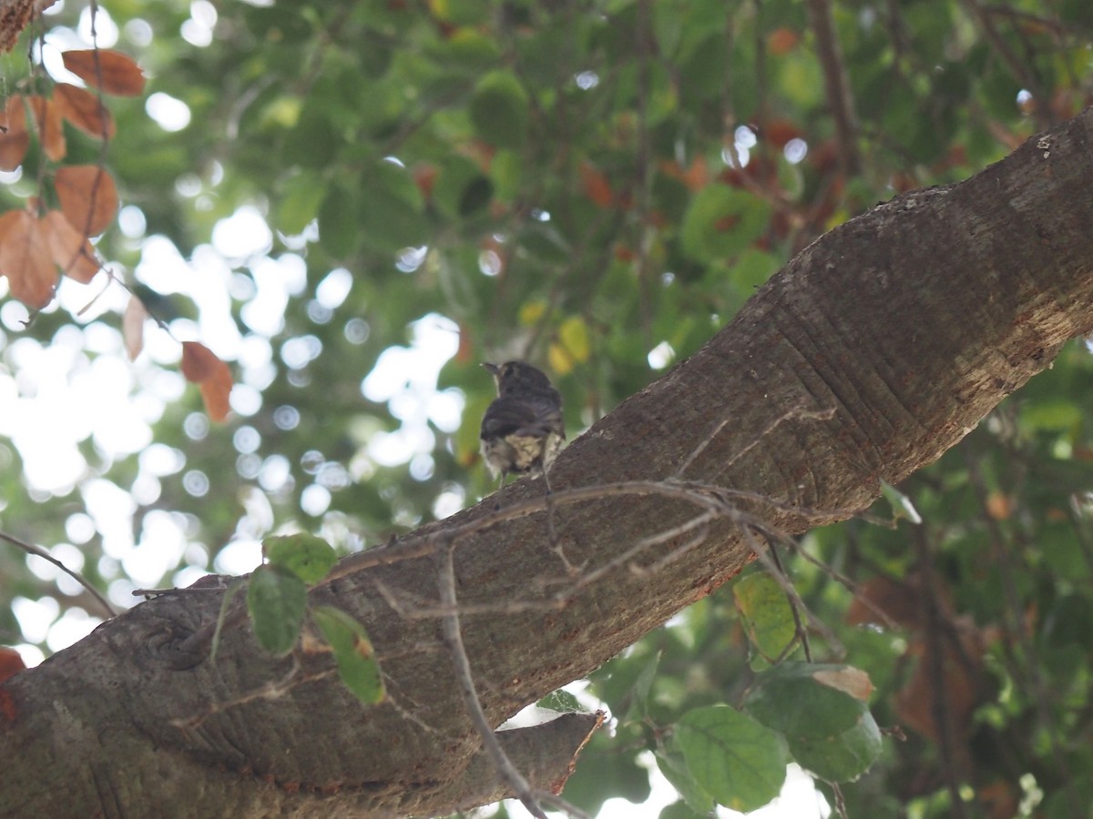 Vireo de Hutton - ML462710491