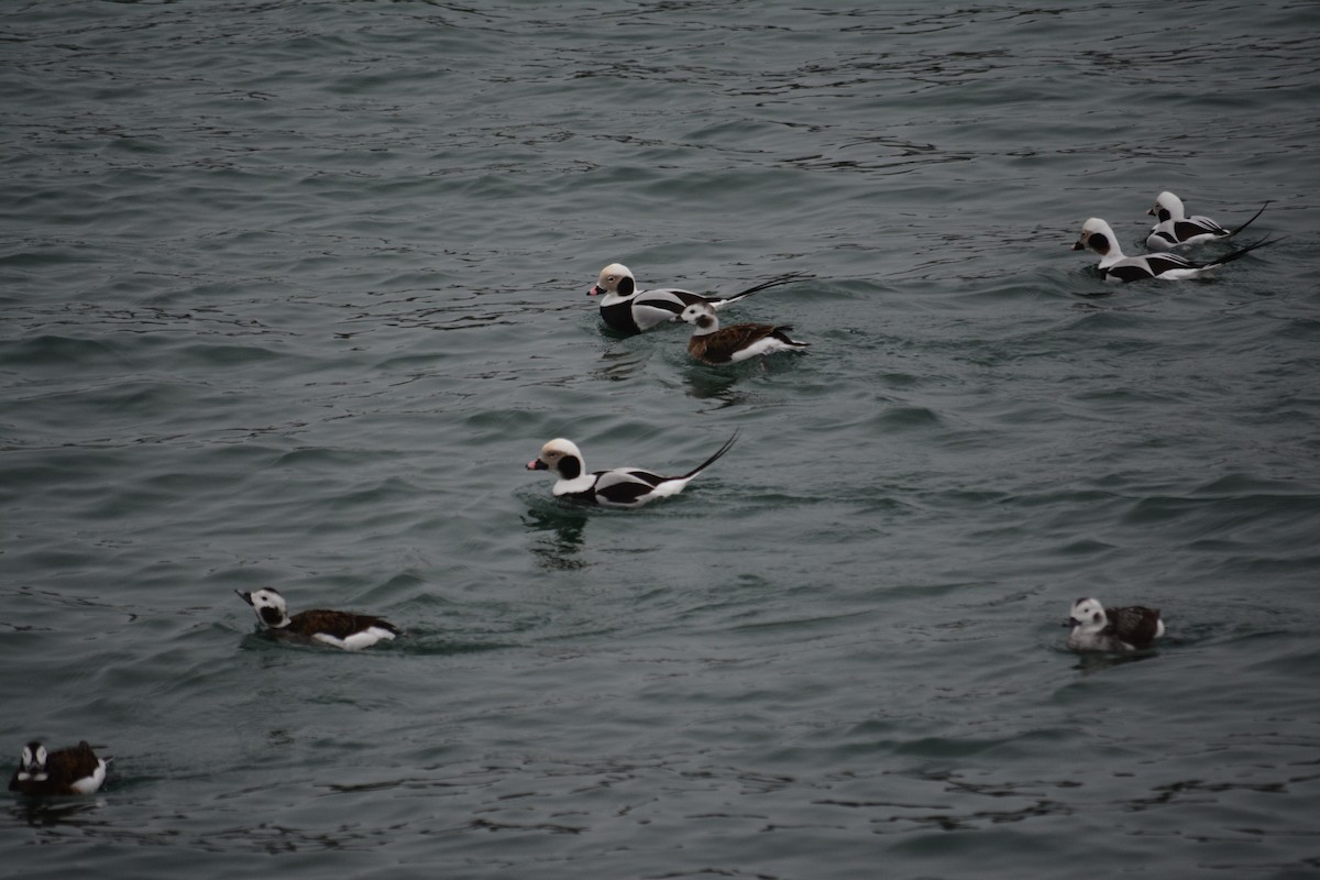 Long-tailed Duck - ML46271081