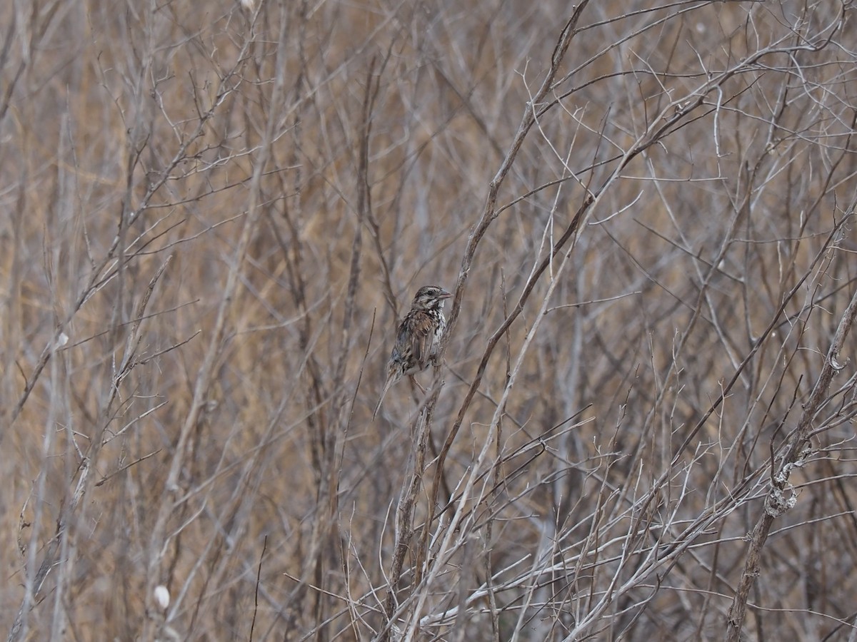 Song Sparrow - Uma Sachdeva