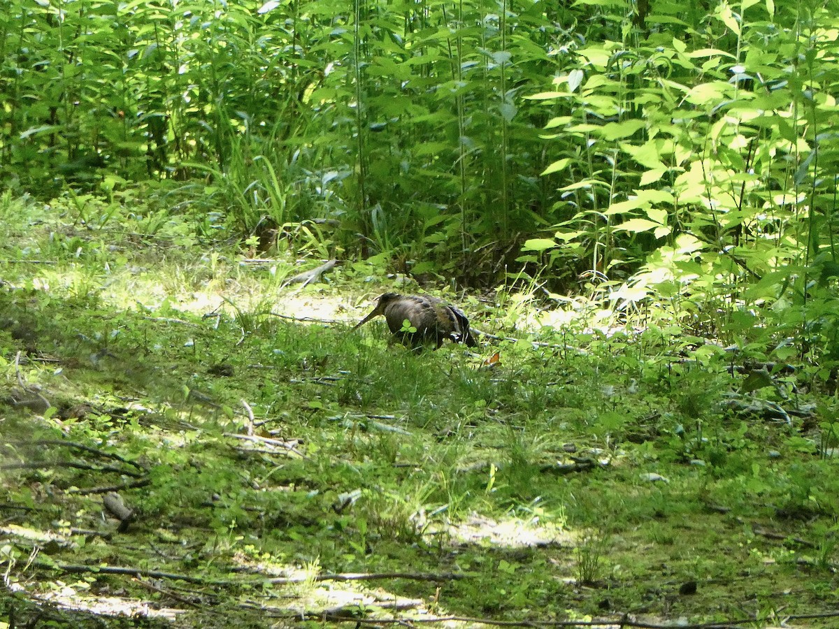 American Woodcock - ML462711711