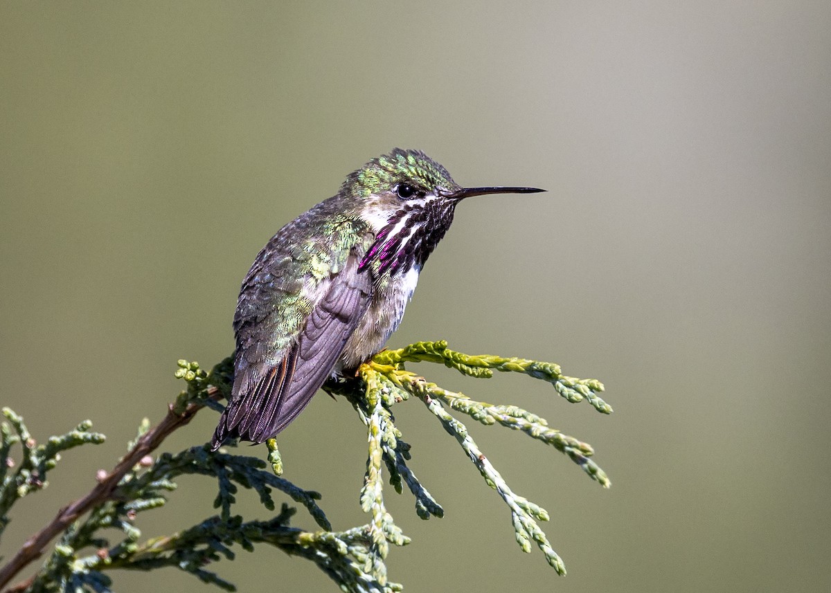 Calliope Hummingbird - Bob Martinka