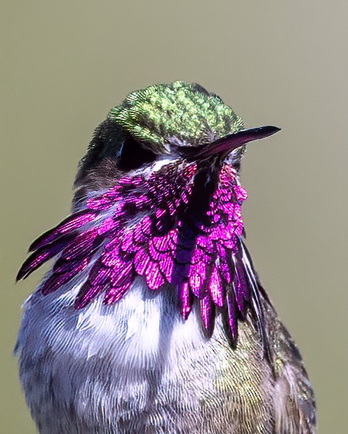 Calliope Hummingbird - Bob Martinka