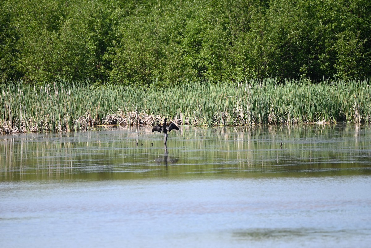 Double-crested Cormorant - ML462712901