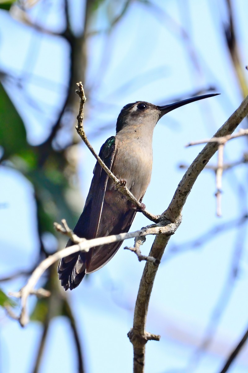 Wedge-tailed Sabrewing - ML462715341