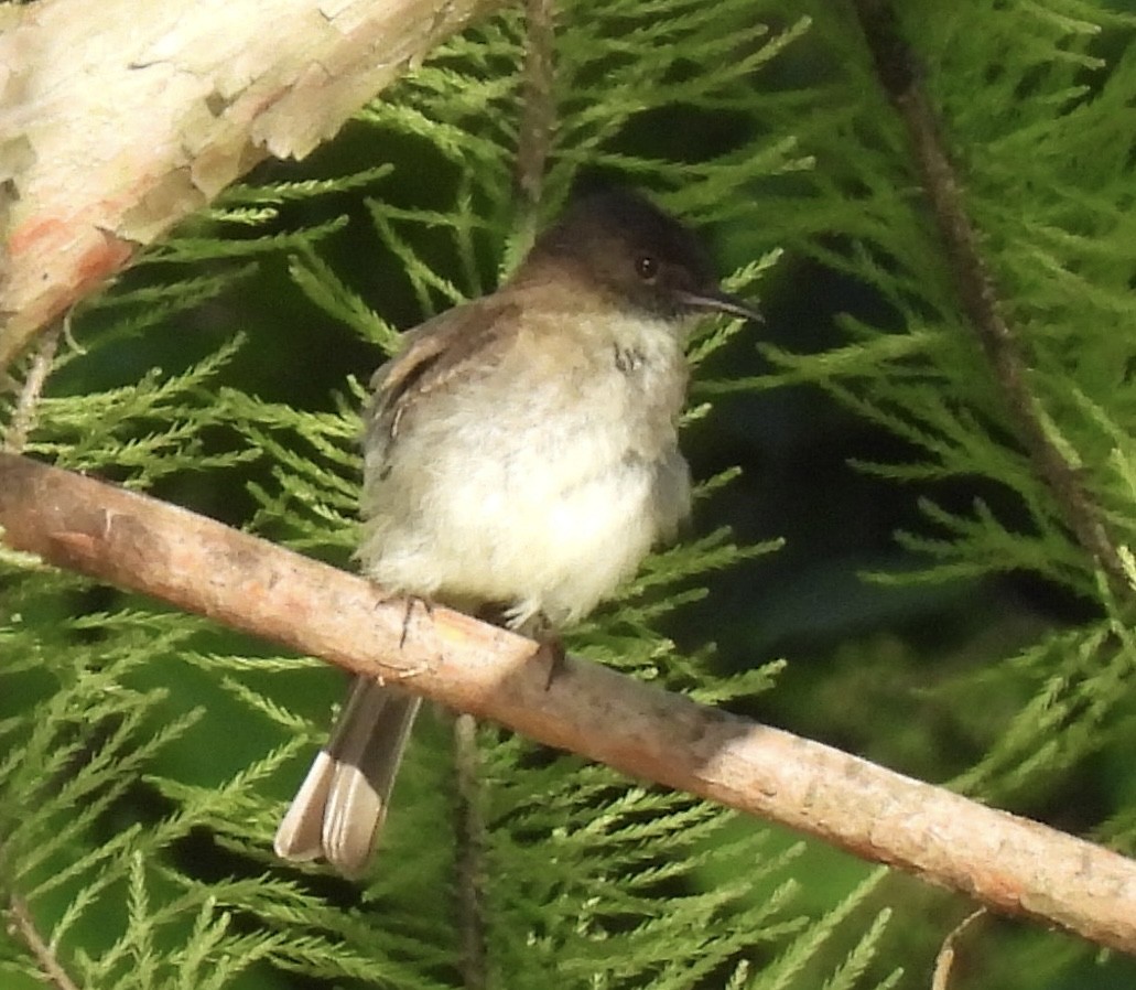 Eastern Phoebe - ML462715451