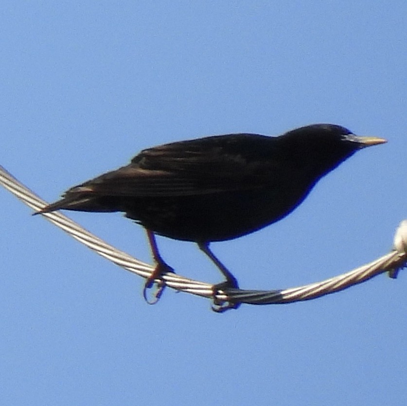 European Starling - ML462715611