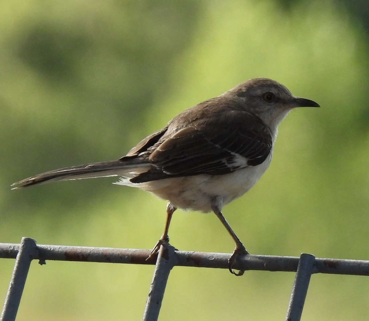 Northern Mockingbird - ML462715691