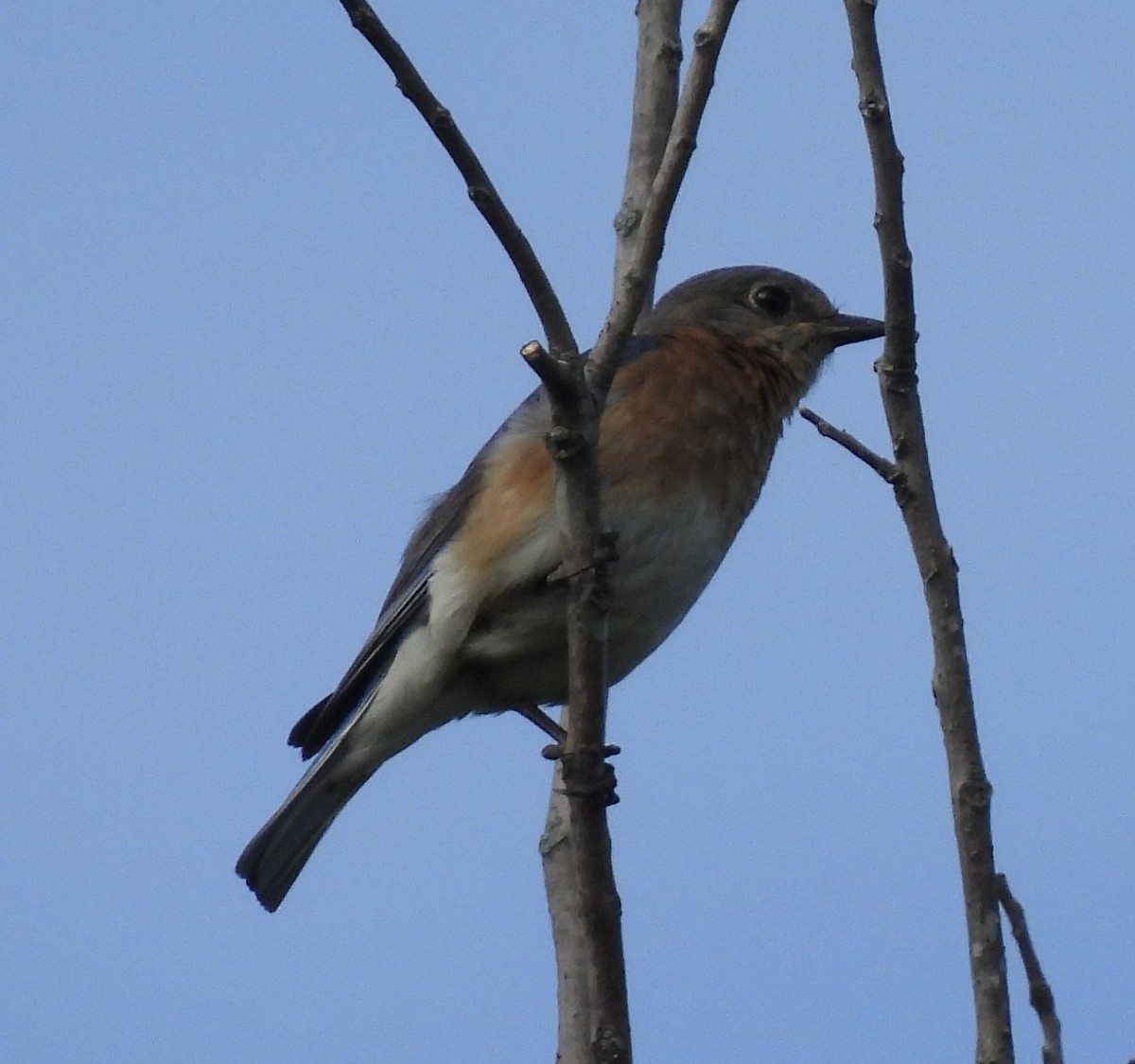 Eastern Bluebird - ML462715721