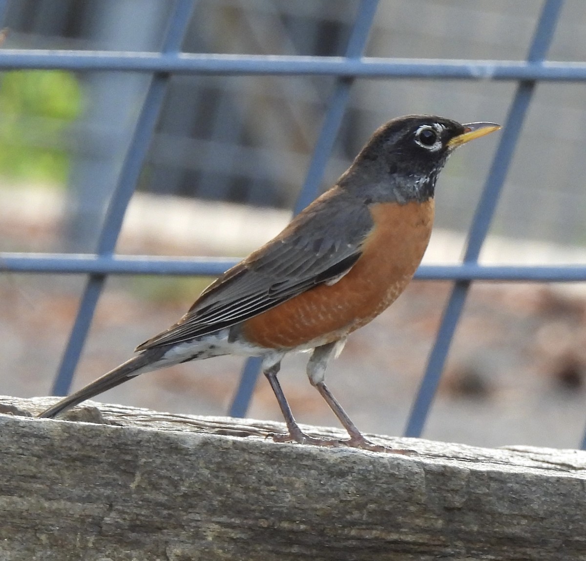 קיכלי נודד - ML462715781