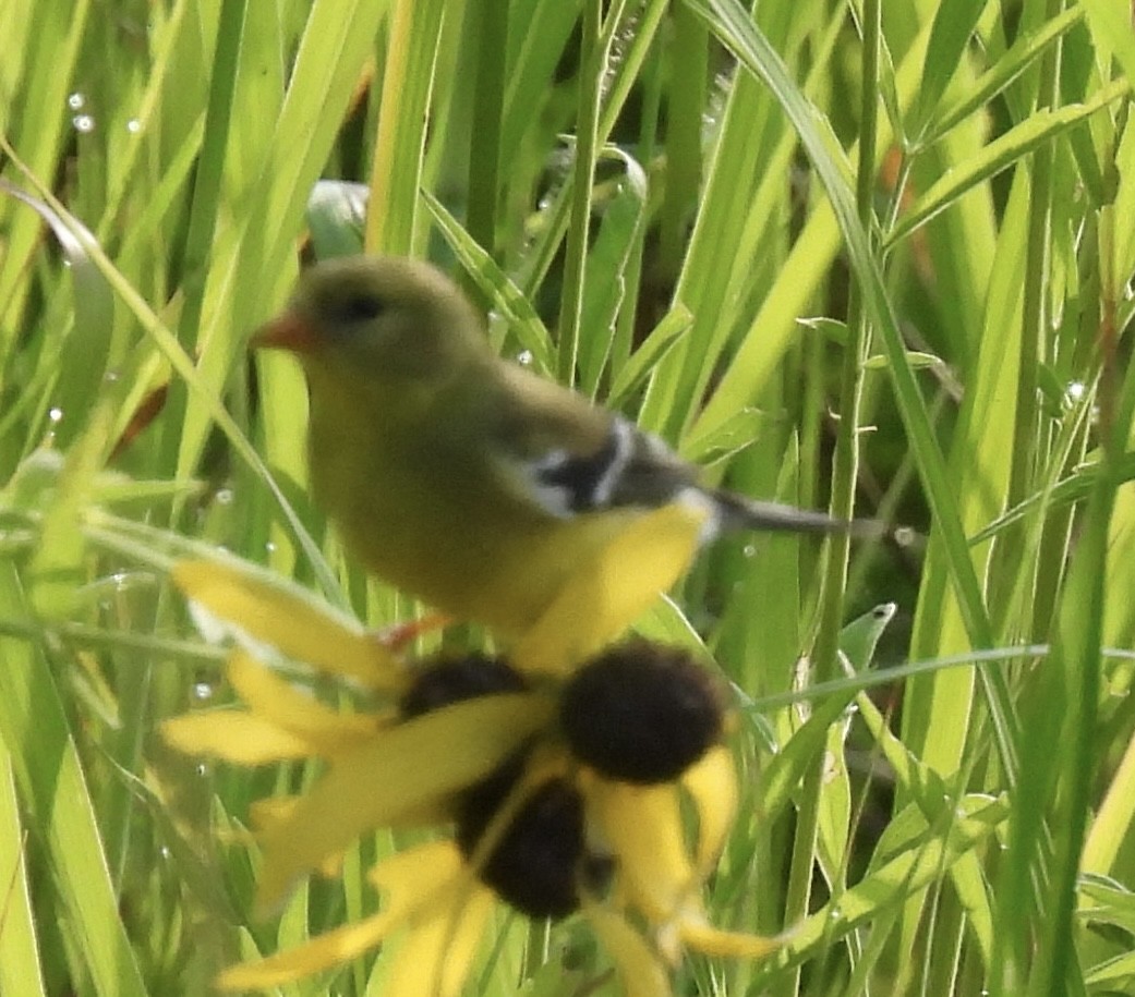 American Goldfinch - ML462715941