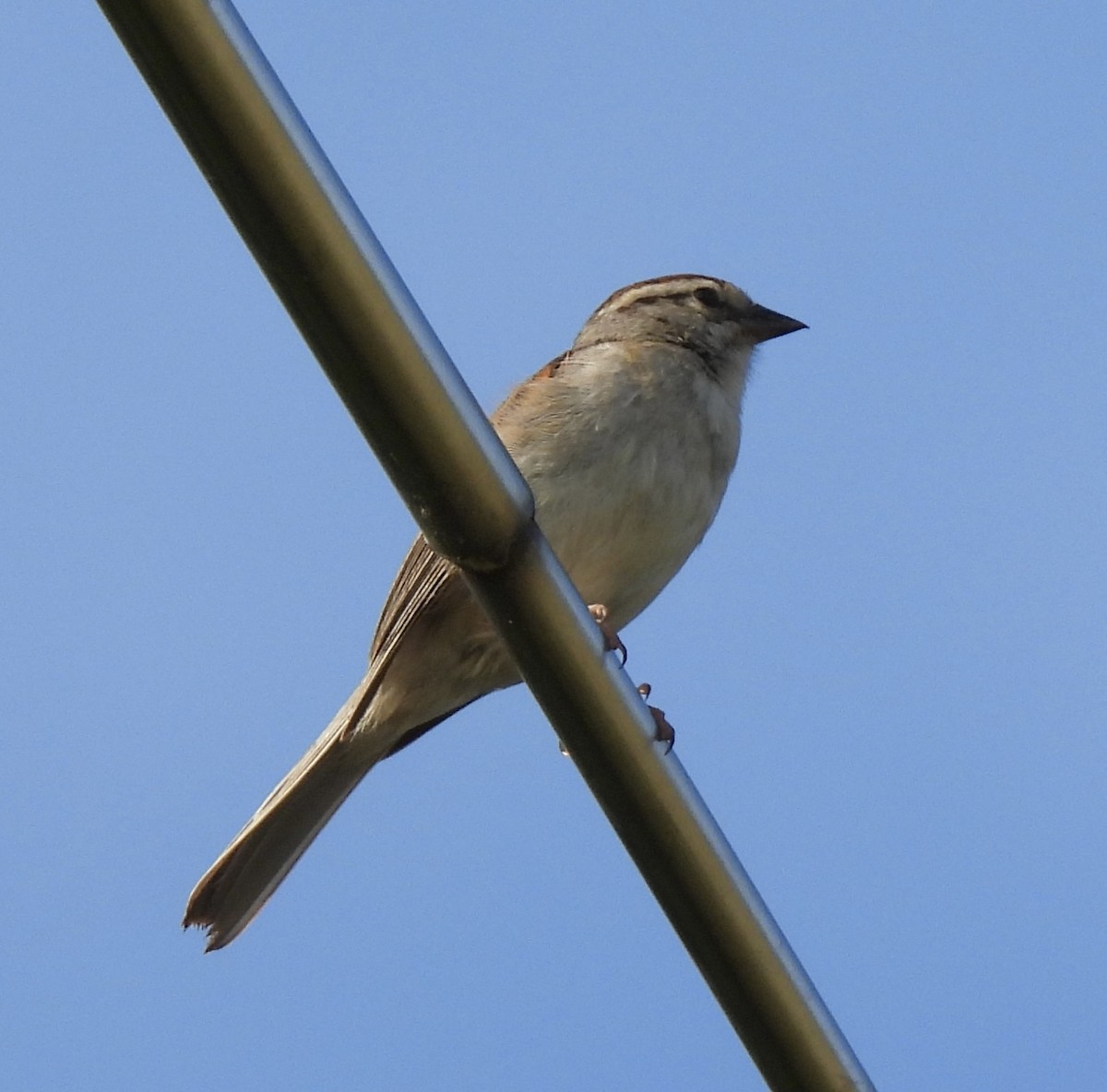 Chipping Sparrow - ML462716021