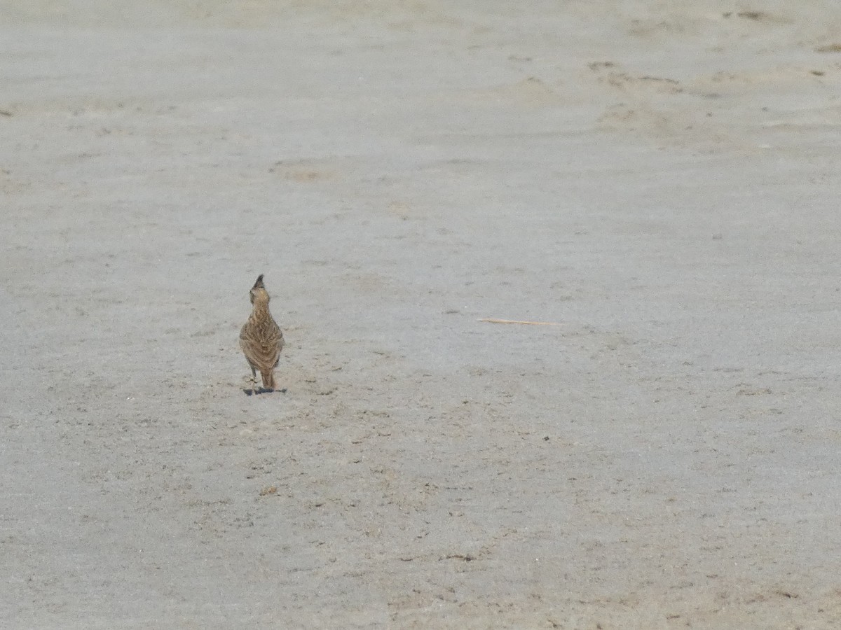 topplerke - ML462716361