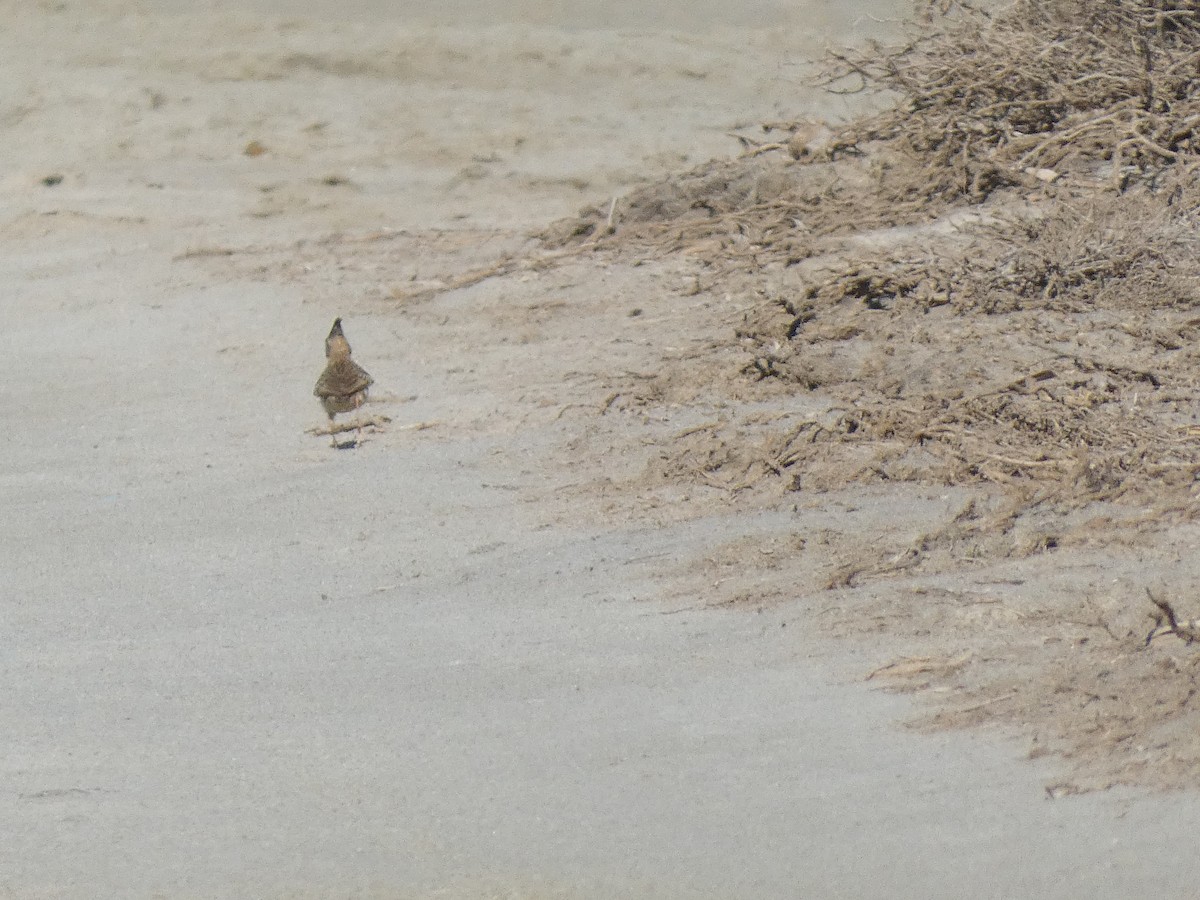 topplerke - ML462716381