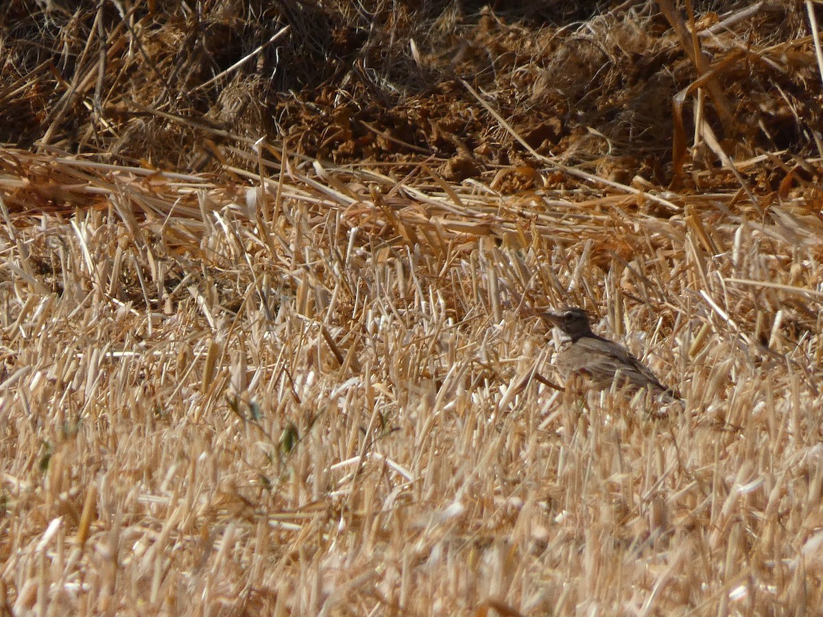 topplerke - ML462716391