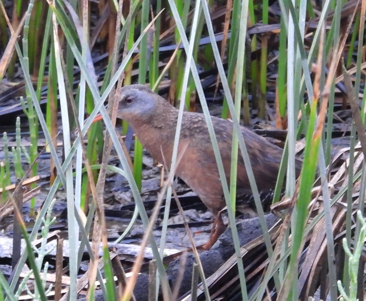Virginia Rail - ML462716861
