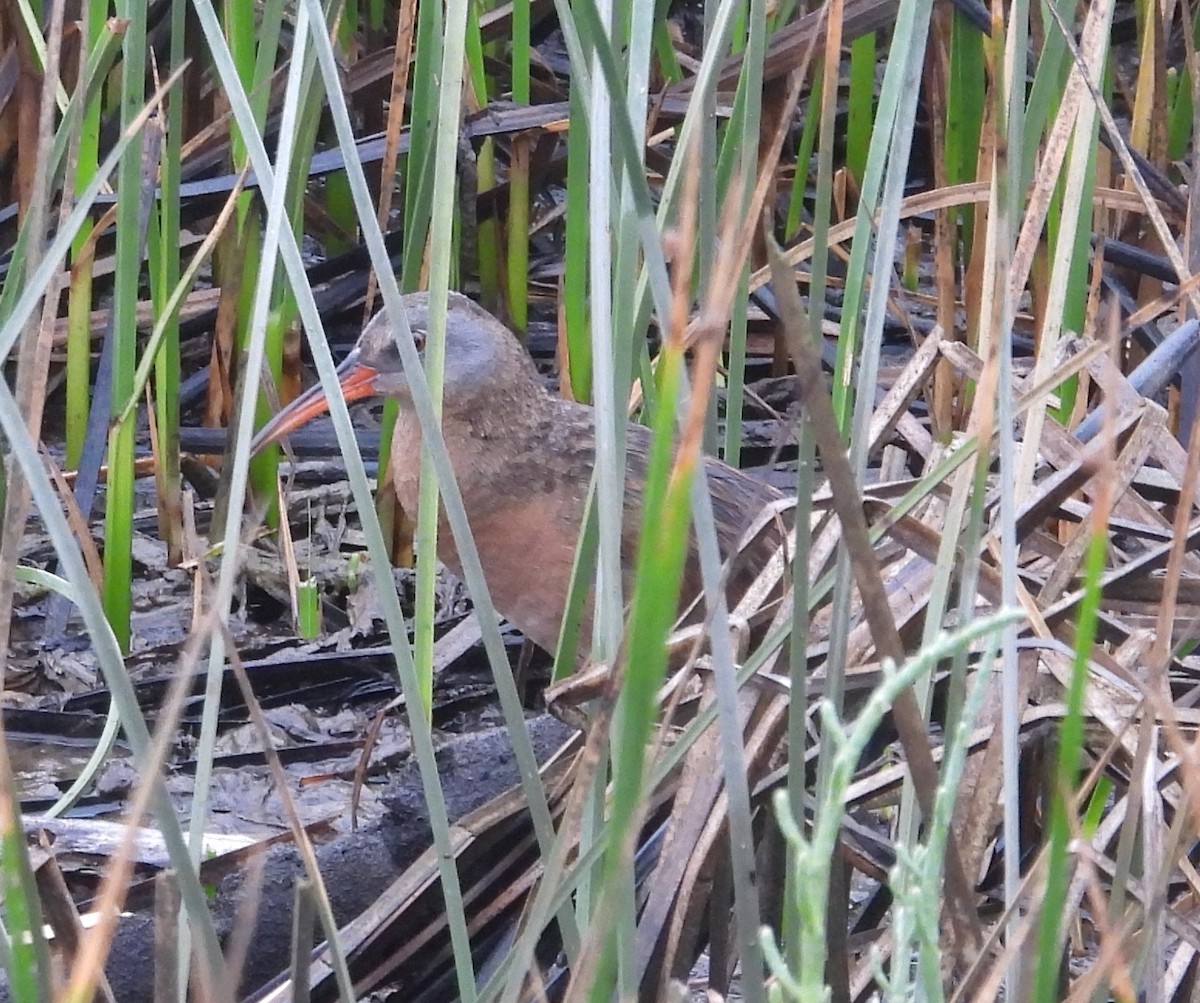 Virginia Rail - ML462716981