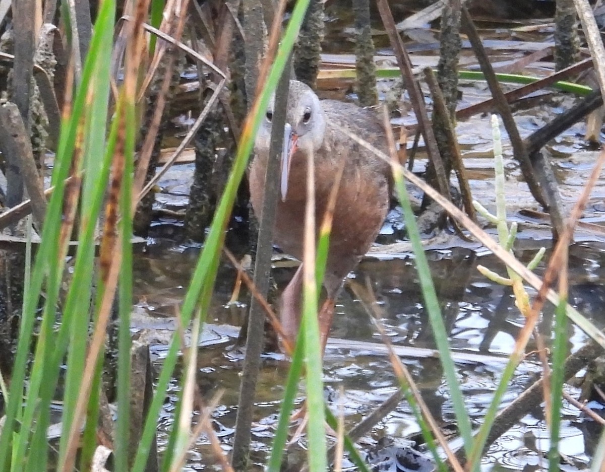 Virginia Rail - ML462717041