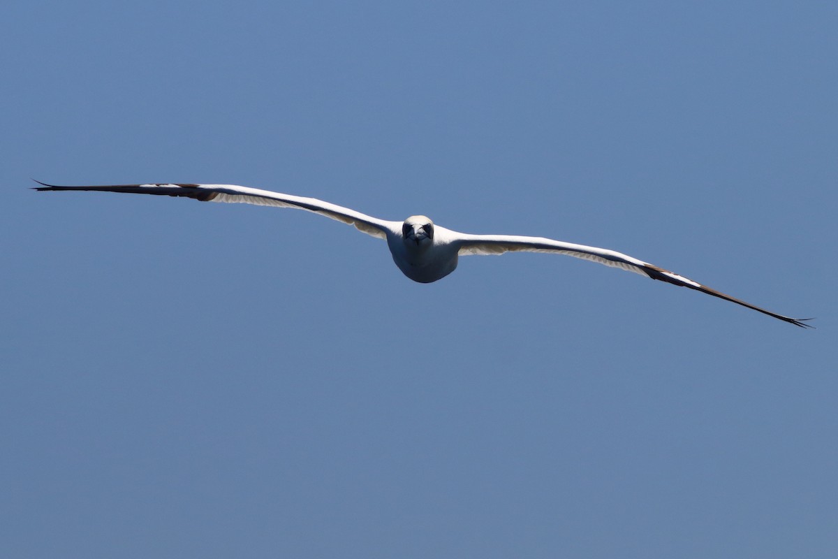 Northern Gannet - ML462718561