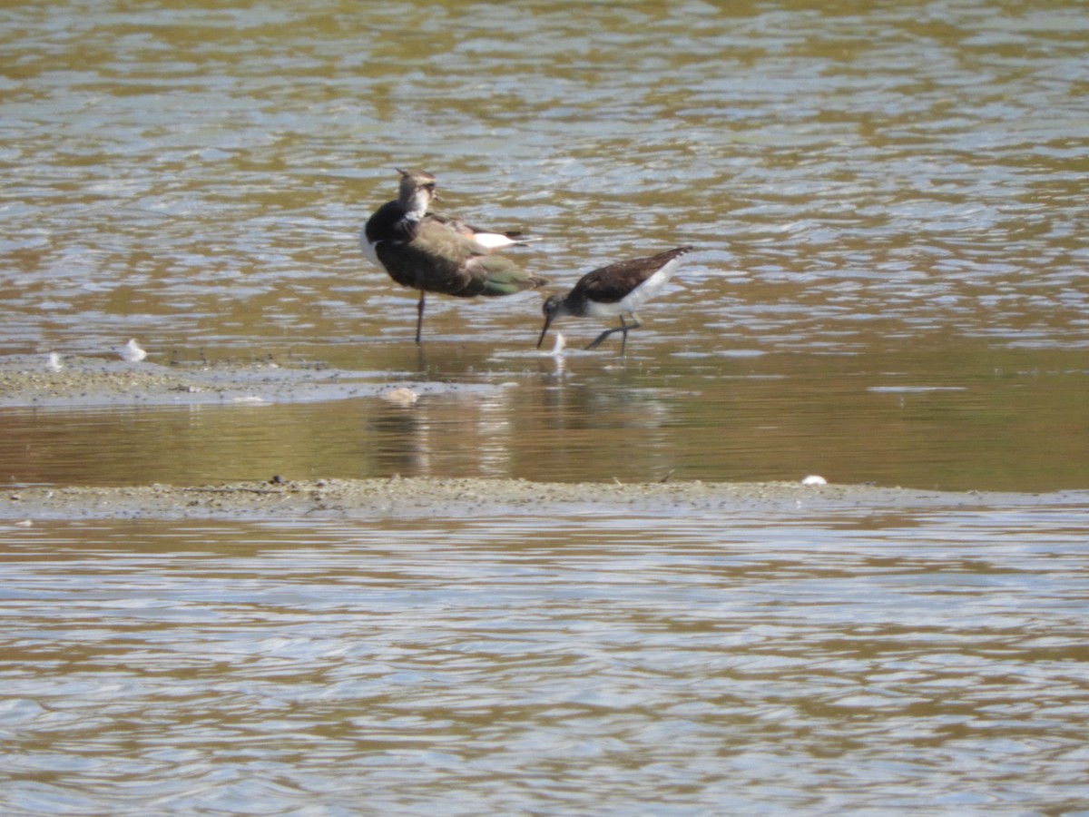 Common Sandpiper - Miroslav Mareš