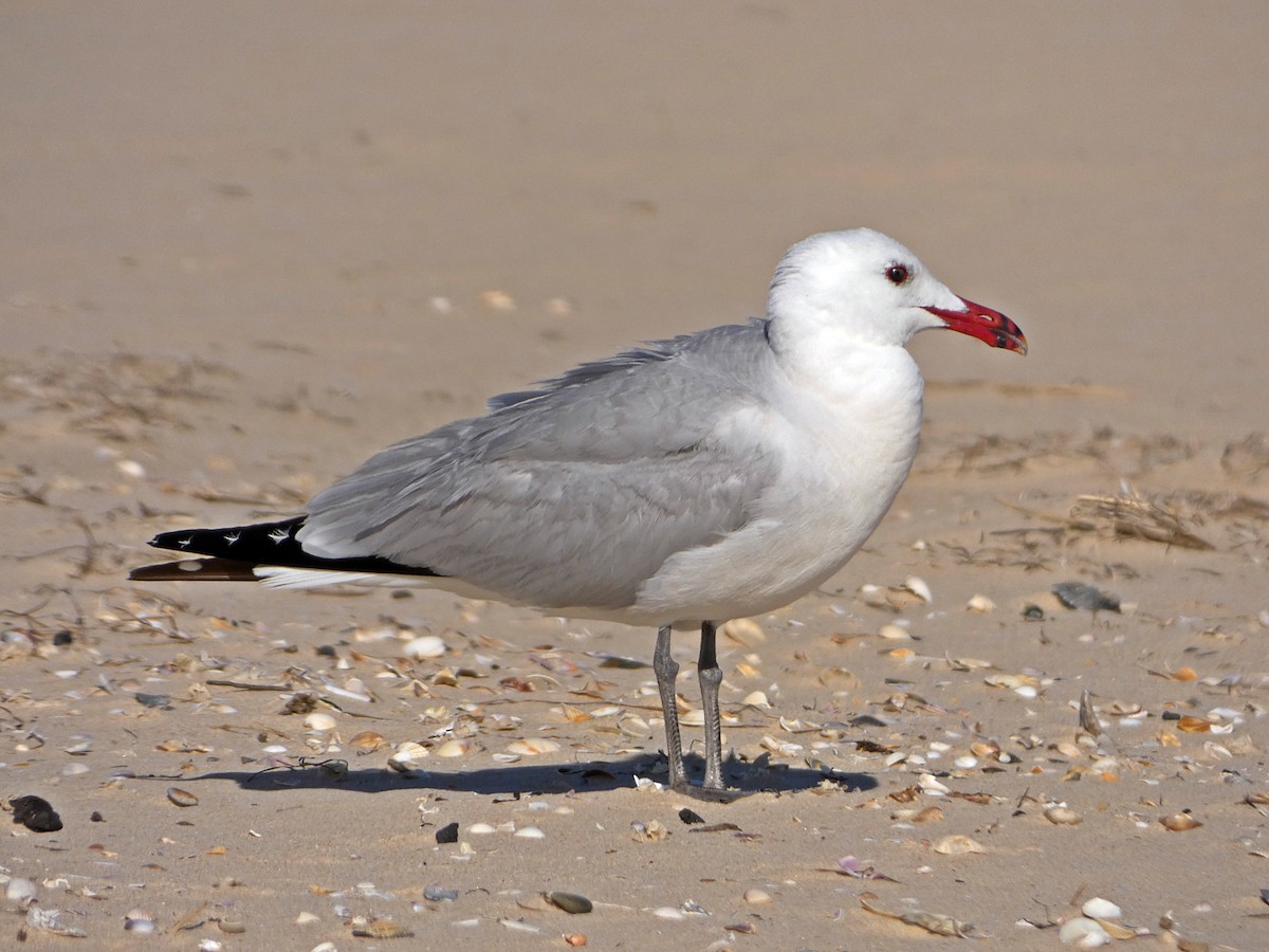 Audouin's Gull - ML462718921