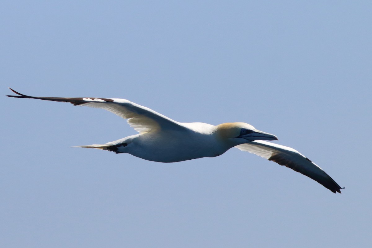 Northern Gannet - ML462719011