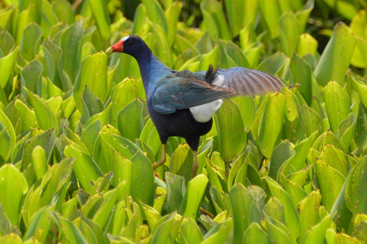 Purple Gallinule - Michael Meadows