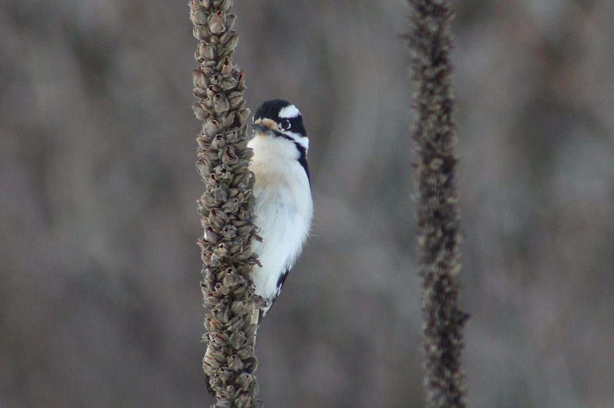 Downy Woodpecker - ML46272131
