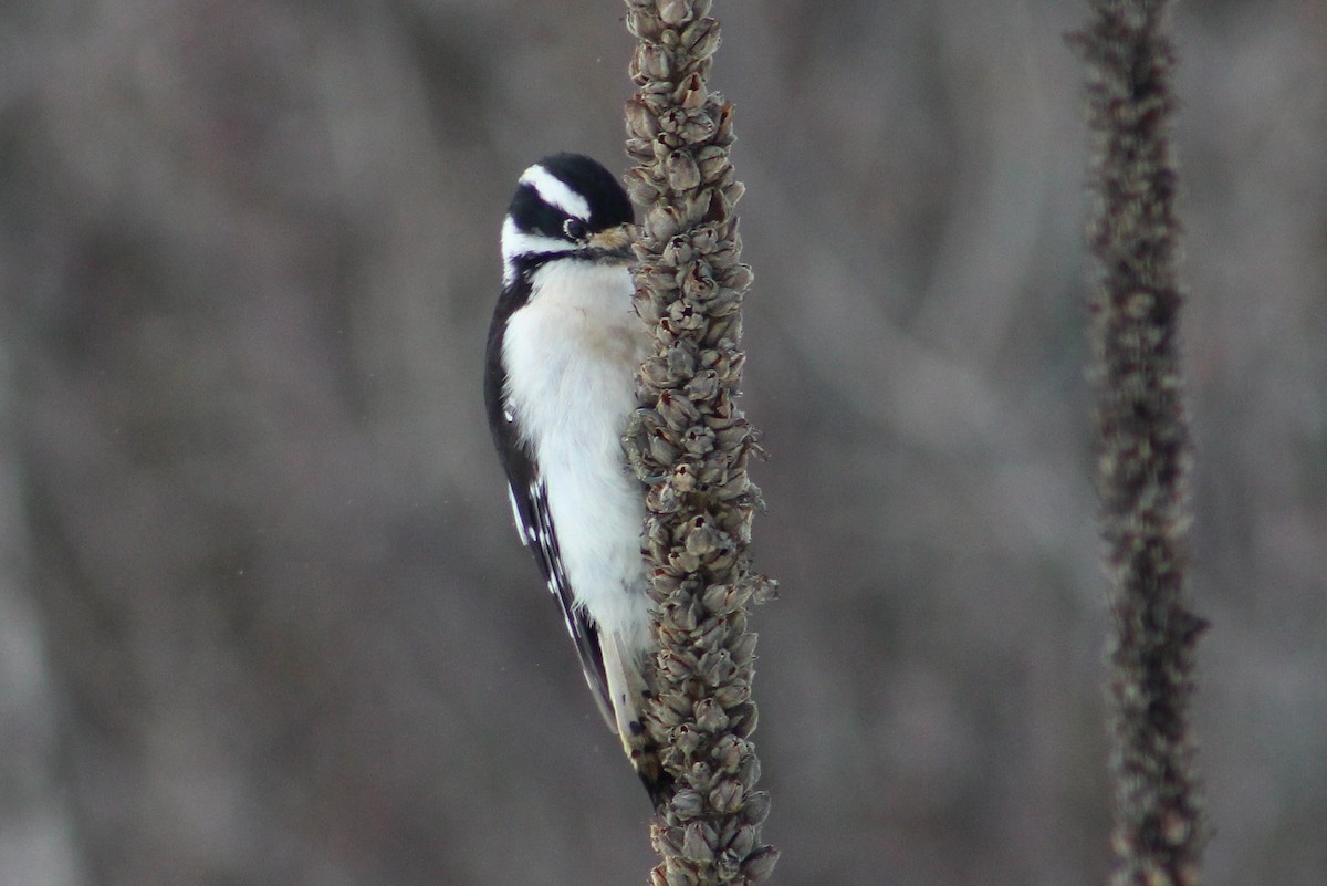 Downy Woodpecker - ML46272141