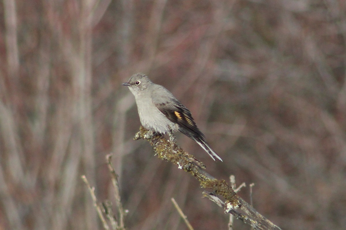 Townsend's Solitaire - ML46272181