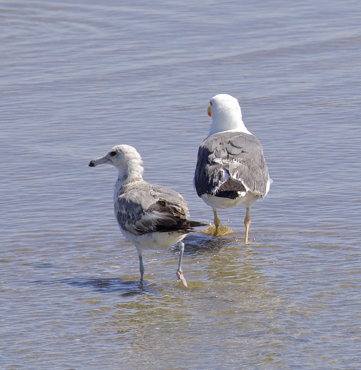 California Gull - Alison Hiers