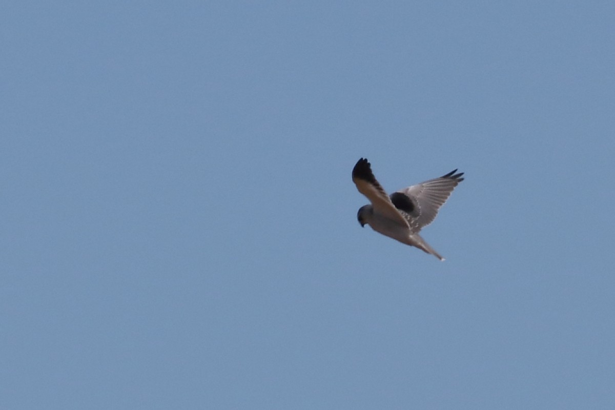 Black-winged Kite - ML462722911