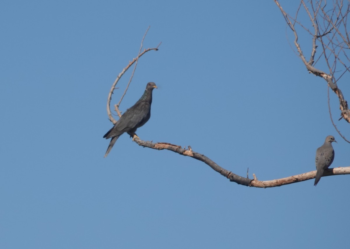 Band-tailed Pigeon - Kimball Garrett