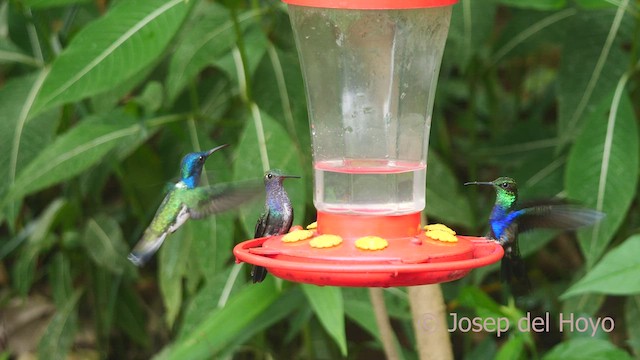 kolibřík nymfový - ML462723361