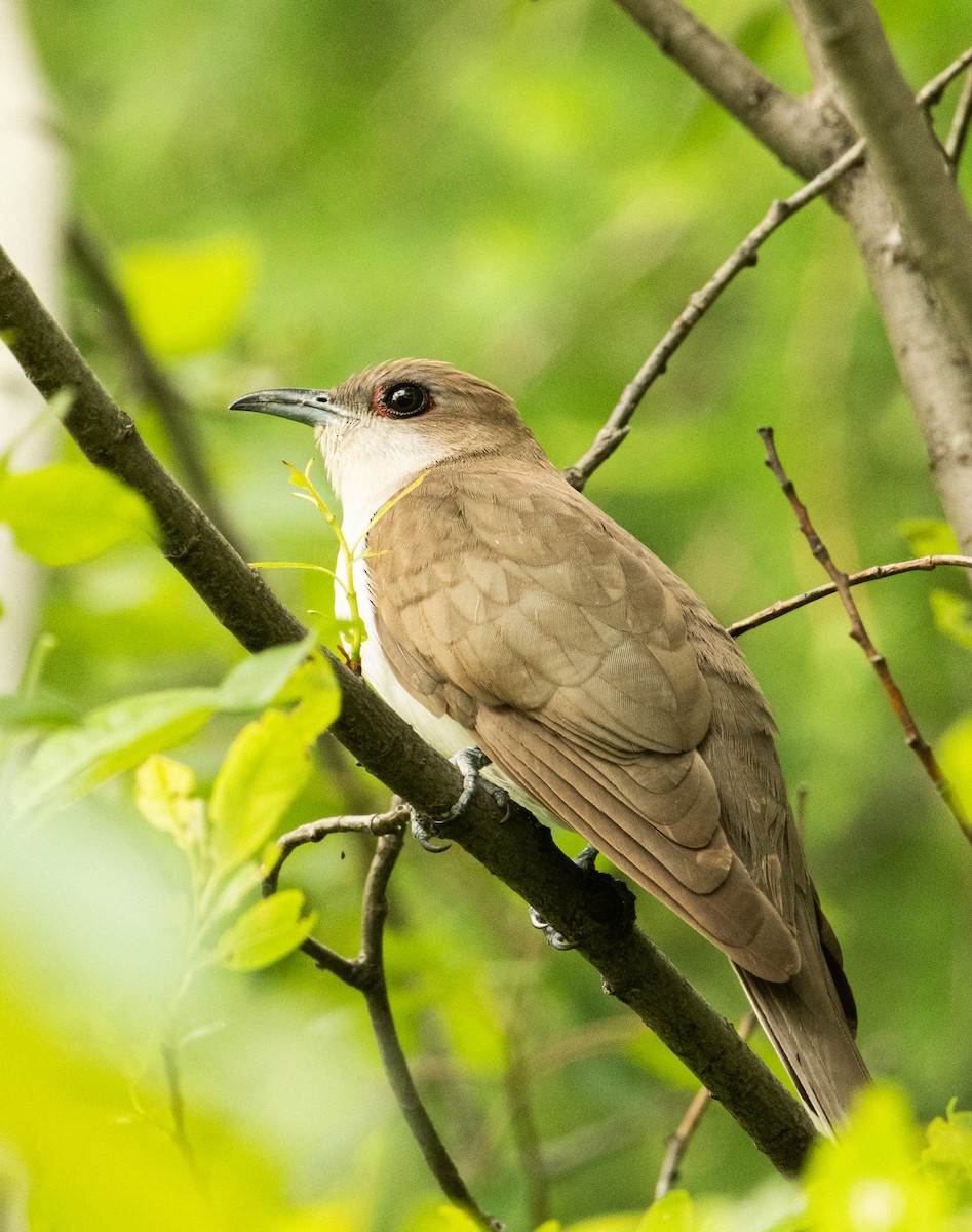 Black-billed Cuckoo - ML462723961