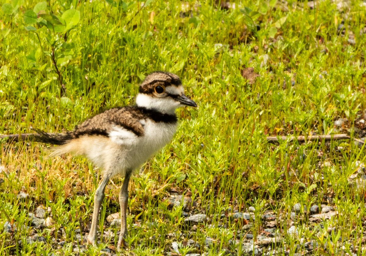 Killdeer - ML462724141