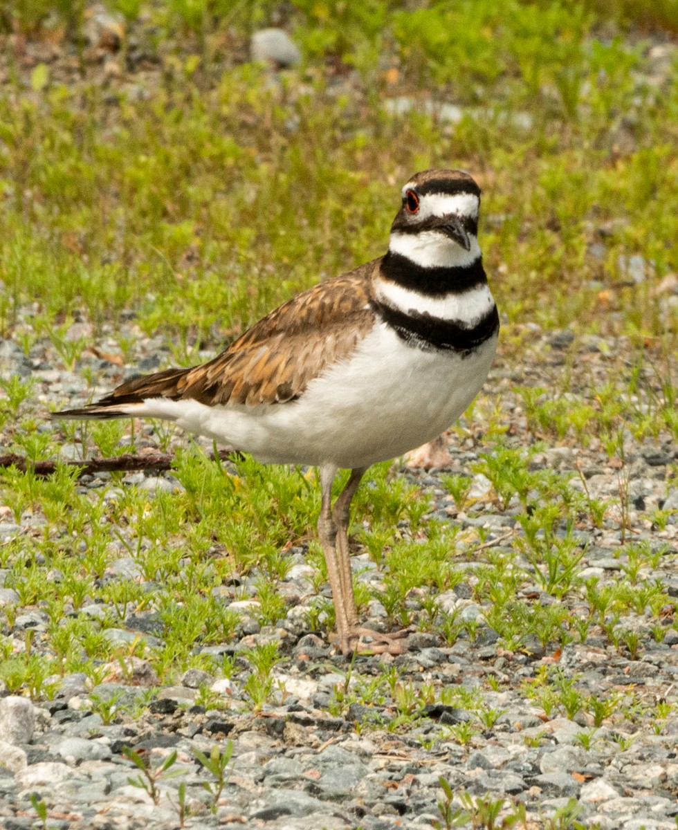 Killdeer - ML462724151