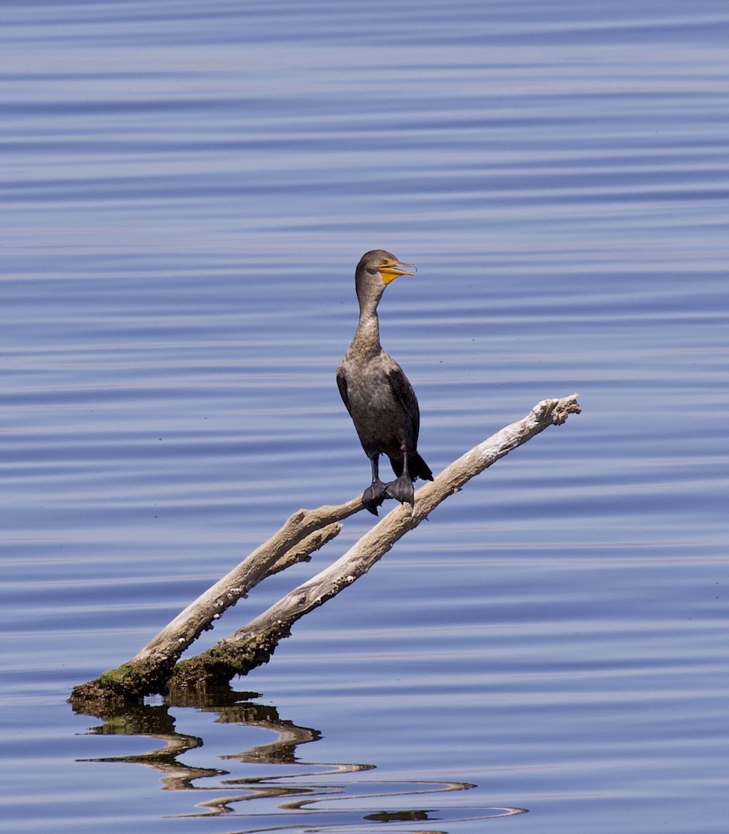 Double-crested Cormorant - Alison Hiers