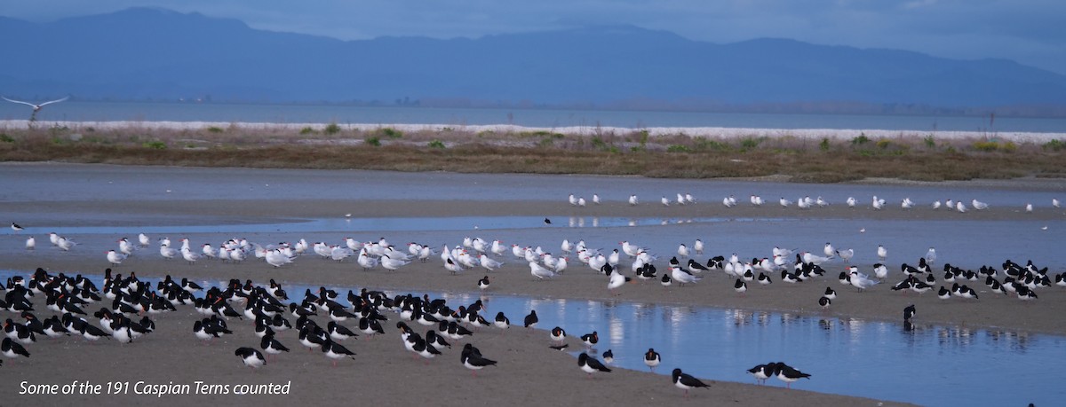 Caspian Tern - Adrian Riegen