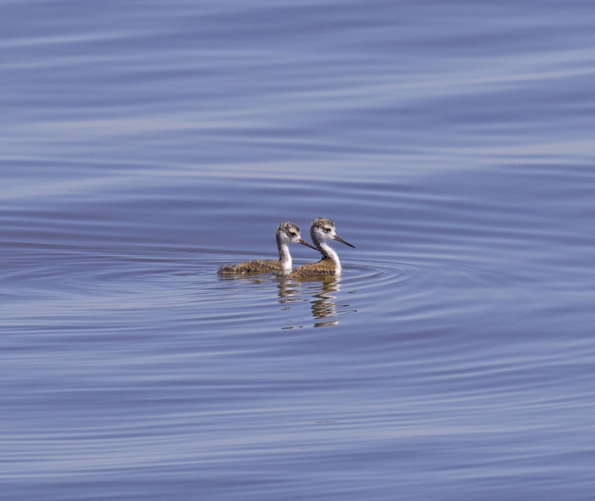 Black-necked Stilt - ML462725191