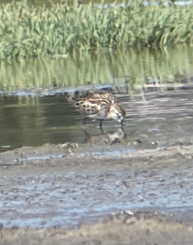 Western Sandpiper - ML462725721